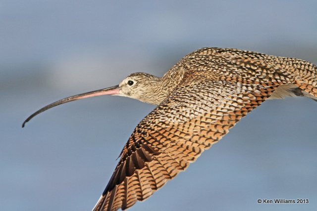 Long-billed Curlew, Pismo Bay, CA, 2-23-13, Ja_27183.jpg