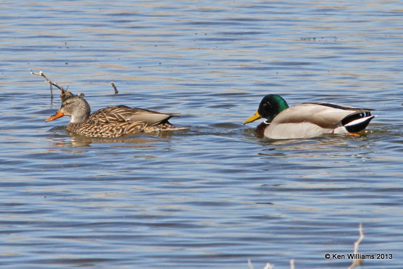 Mallard pair, Bosque del Apache NW Refuge, NM, 2-13-13, Ja_23421.jpg