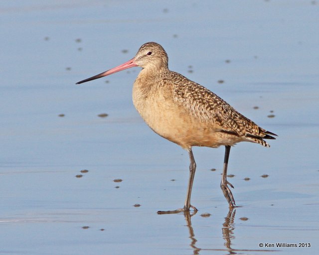 Marbled Godwit non breeding, Pismo Bay, CA, 2-23-13, Ja_27352.jpg