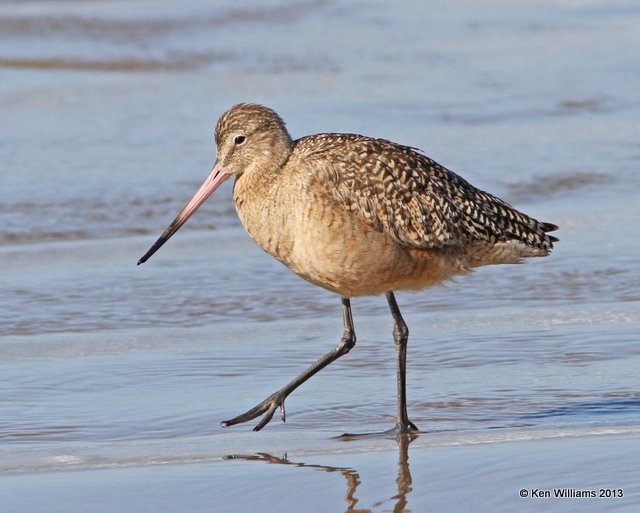 Marbled Godwit non breeding, Pismo Bay, CA, 2-23-13, Ja_27363.jpg