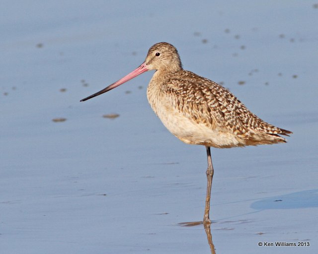 Marbled Godwit non breeding, Pismo Bay, CA, 2-23-13, Ja_27366.jpg