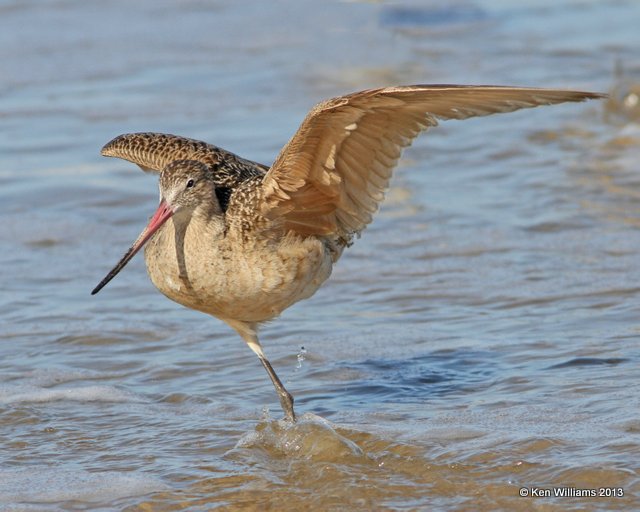 Marbled Godwit non breeding, Pismo Bay, CA, 2-23-13, Ja_27389.jpg