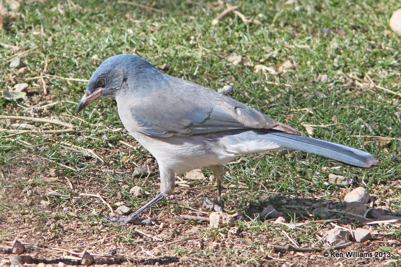 Mexican Jay - 1st year - Arizona subspecies, Madura Canyon, AZ, 2-15-13, Ja_24112.jpg