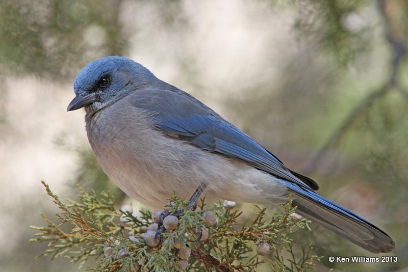 Mexican Jay - Arizona subspecies, Mt Lemmon, Tucson, AZ, 2-18-13, Ja_25918.jpg