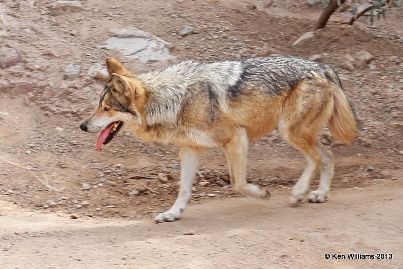 Mexican Gray Wolf, Arizona-Sonora Desert Museum, Tucson,  AZ, 2-18-13, Ja_24918.jpg