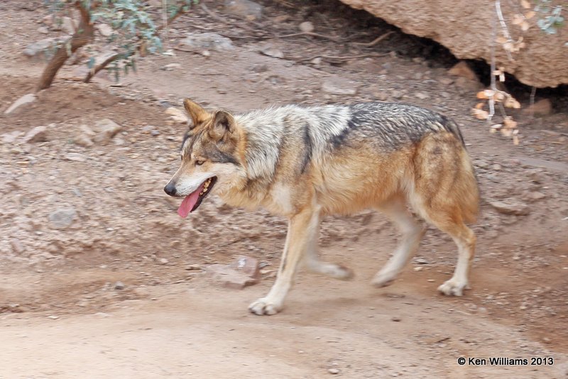 Mexican Gray Wolf, Tucson Desert Museum, AZ, 2-18-13, Ja_24917.jpg