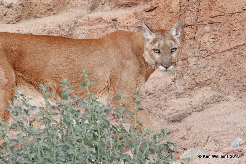 Mountain Lion, Arizona-Sonora Desert Museum, Tucson,  AZ, 2-18-13, Ja_24515.jpg