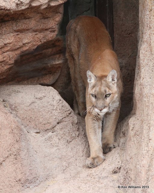 Mountain Lion, Arizona-Sonora Desert Museum, Tucson,  AZ, 2-18-13, Ja_24529.jpg