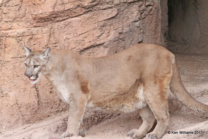 Mountain Lion, Arizona-Sonora Desert Museum, Tucson,  AZ, 2-18-13, Ja_24537.jpg