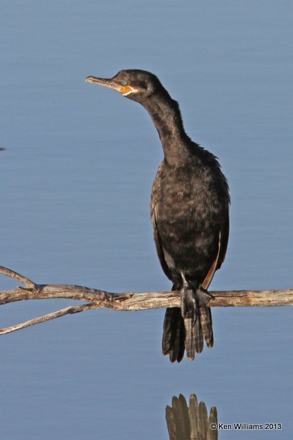 Neotropic Cormorant, Bosque del Apache NW Refuge, NM, 2-13-13, Ja_23205.jpg