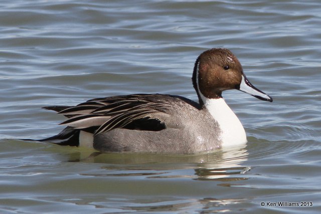 Northern Pintail male, Bosque del Apache NW Refuge, NM, 2-13-13, Ja_23387.jpg