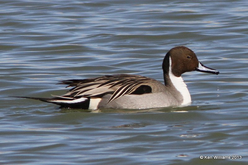 Northern Pintail male, Bosque del Apache NW Refuge, NM, 2-13-13, Ja_23412.jpg