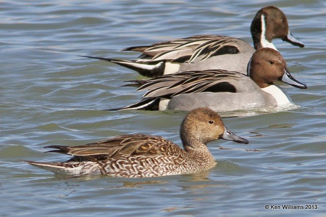 Northern Pintails, Bosque del Apache NW Refuge, NM, 2-13-13, Ja_23418.jpg