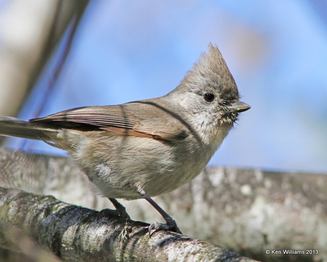 Oak Titmouse, Pismo Bay SP, CA, 2-23-13, Ja_27734.jpg