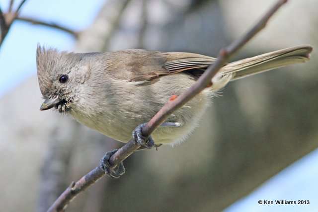 Oak Titmouse, Pismo Bay SP, CA, 2-23-13, Ja_27741.jpg