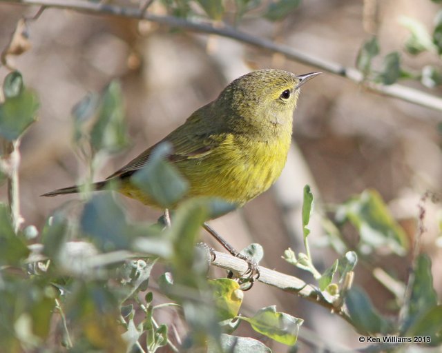 Orange-crowned Warbler, western subspecies, Sweetwater Wetland, Tucson, AZ, 2-18-13, Ja_26091.jpg