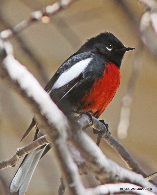 Painted Redstart, Madura Canyon, AZ, 2-17-13, Ja_24470.jpg