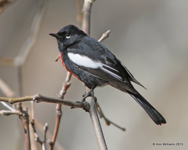 Painted Redstart, Madura Canyon, AZ, 2-17-13, Ja_24499.jpg