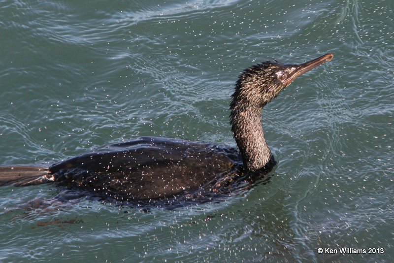 Pelagic Cormorant, Morro Bay, CA, 2-23-13, Ja_28005.jpg