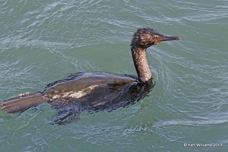 Pelagic Cormorant, Morro Bay, CA, 2-23-13, Ja_28008.jpg