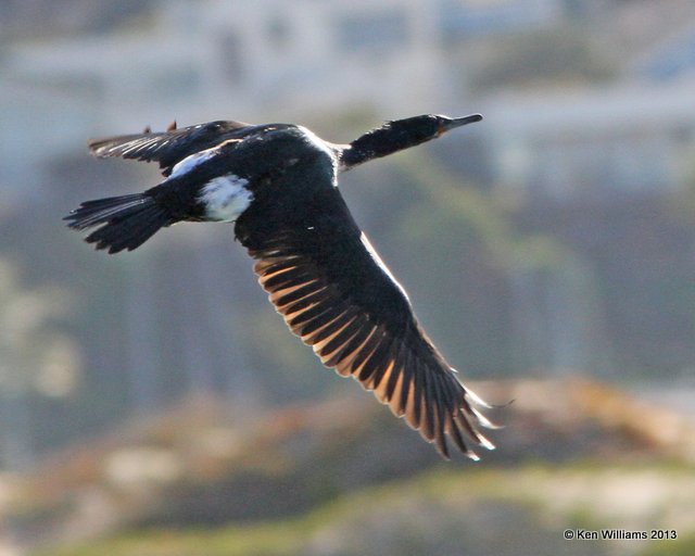Pelagic Cormorant, Morro Bay, CA, 2-24-13, Ja_28212.jpg