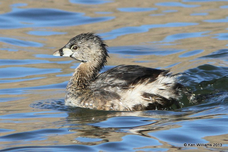 Pied-billed Grebe breeding adult, Patagonia State Park, AZ, 2-14-13, Ja_23819.jpg