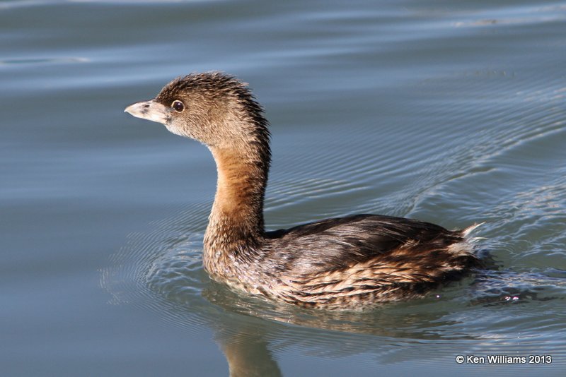 Pied-billed Grebe - nonbreeding plumage,, Morro Bay, CA, 2-24-13, Ja_28338.jpg