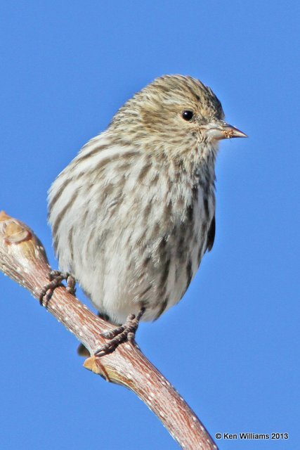 Pine Sisken, San Antonio, NM, 2-13-13, Ja_23315.jpg