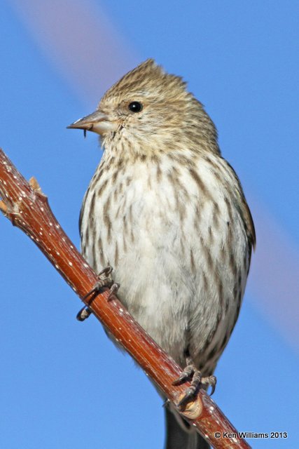 Pine Sisken, San Antonio, NM, 2-13-13, Ja_23316.jpg