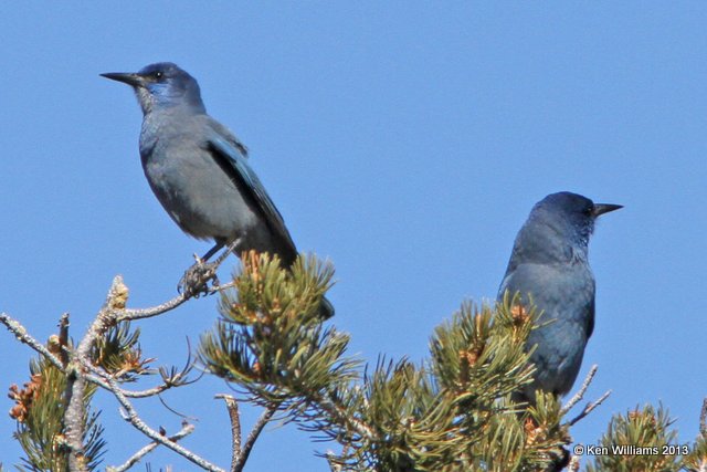 Pinyon Jays, Vermillion Cliffs AZ, 2-27-13, Ja_28796.jpg