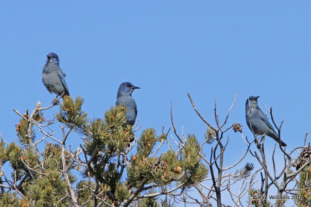 Pinyon Jays, Vermillion Cliffs AZ, 2-27-13, Ja_28817.jpg