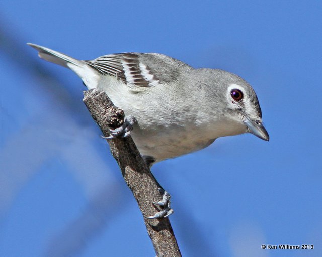 Plumbeous Vireo, Patagonia State Park, AZ, 2-14-13, Ja_23560.jpg