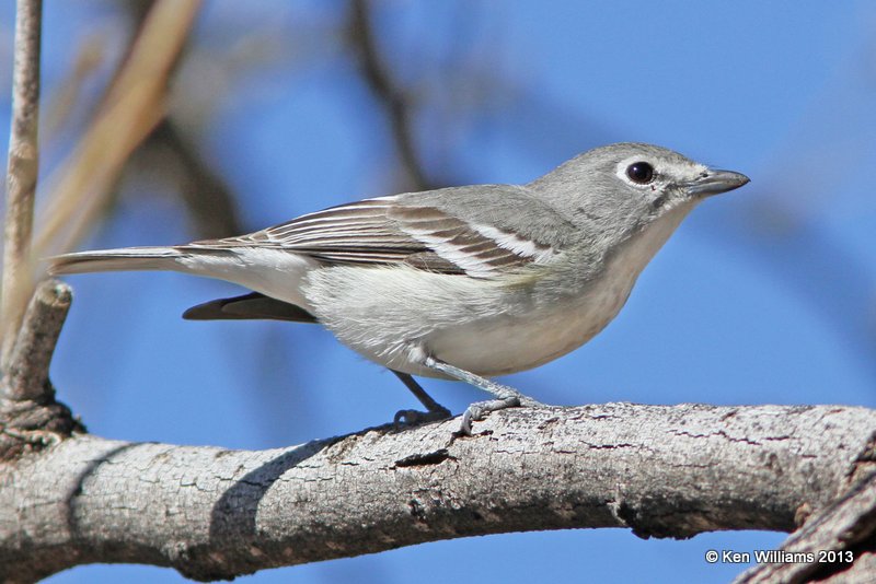 Plumbeous Vireo