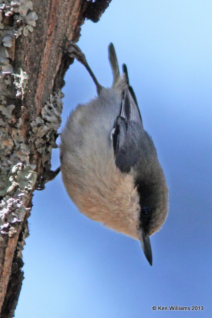 Pygmy Nuthatch, Mt Lemmon, Tucson, AZ, 2-18-13, Ja_25942.jpg