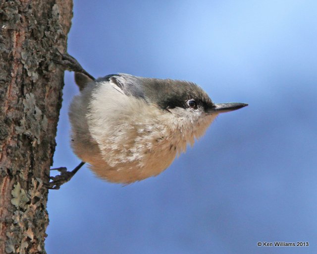 Pygmy Nuthatch, Mt Lemmon, Tucson, AZ, 2-18-13, Ja_25953.jpg