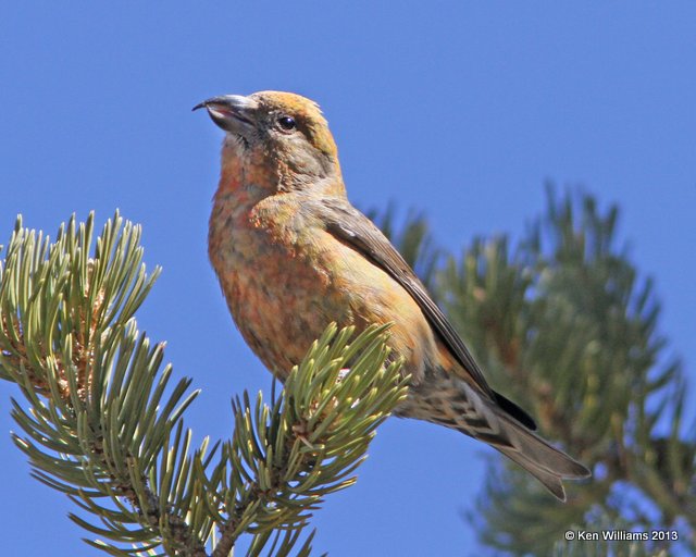 Red Crossbill 1st year male, South Rim Grand Canyon, AZ, 2-26-13, Ja_28768.jpg