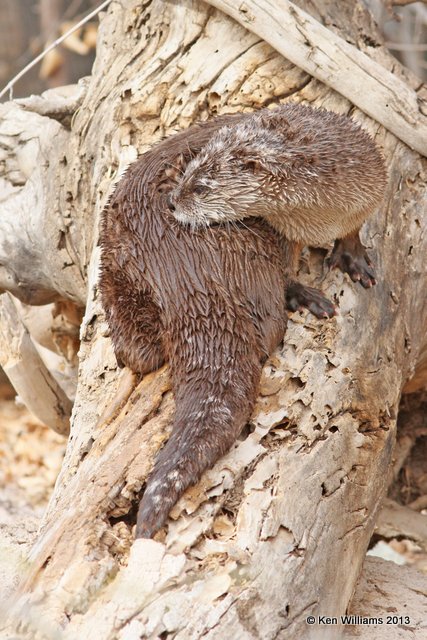 River Otter, Arizona-Sonora Desert Museum, Tucson, AZ, 2-18-13, Ja_25621.jpg