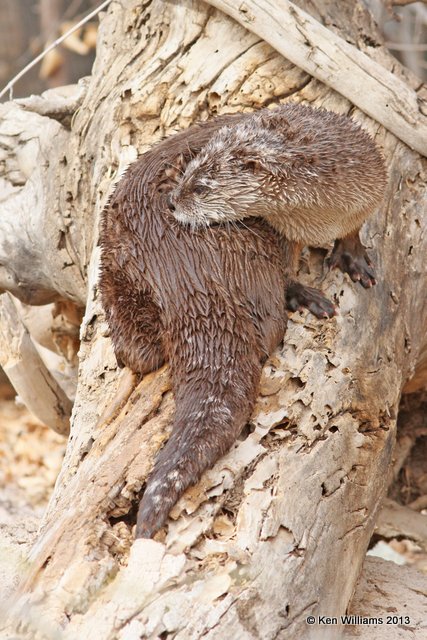 River Otter, Arizona-Sonora Desert Museum, Tucson,  AZ, 2-18-13, Ja_25621.jpg