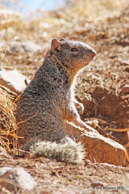 Rock Squirrel, Patagonia State Park, AZ, 2-14-13, Ja_23542.jpg