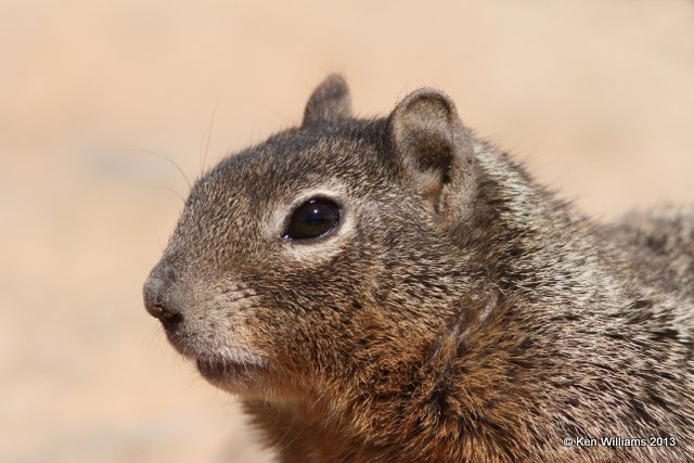 Rock Squirrel, South Rim Grand Canyon, AZ, 2-26-13, Ja_28652.jpg