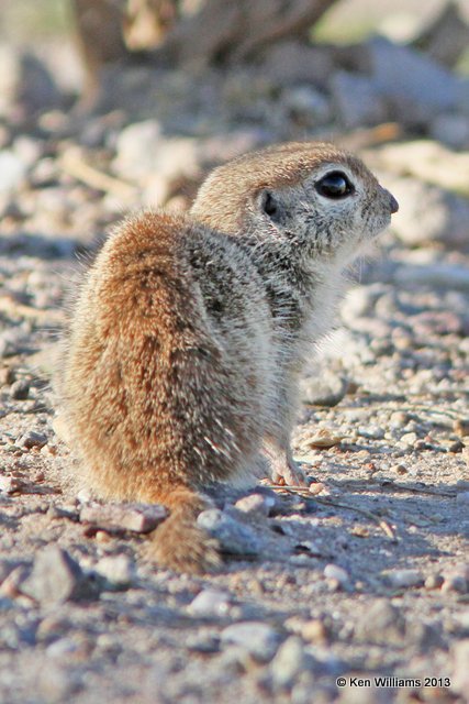 Round-Tailed Ground Squirrel - Spermophilus tereticaudus, Sweetwater Wetland, Tucson, AZ, 2-18-13, Ja_26243.jpg