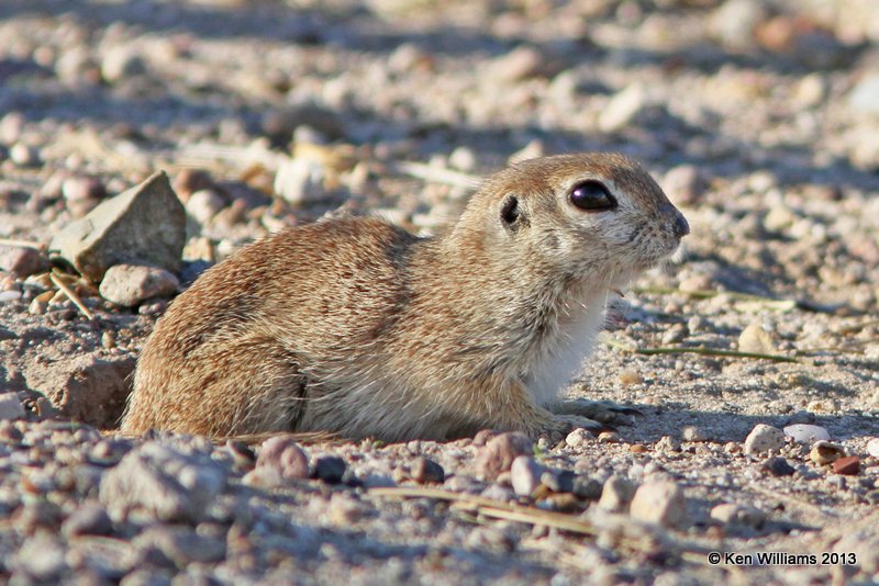 Round-Tailed Ground Squirrel - Spermophilus tereticaudus, Sweetwater Wetland, Tucson, AZ, 2-18-13, Ja_26260.jpg