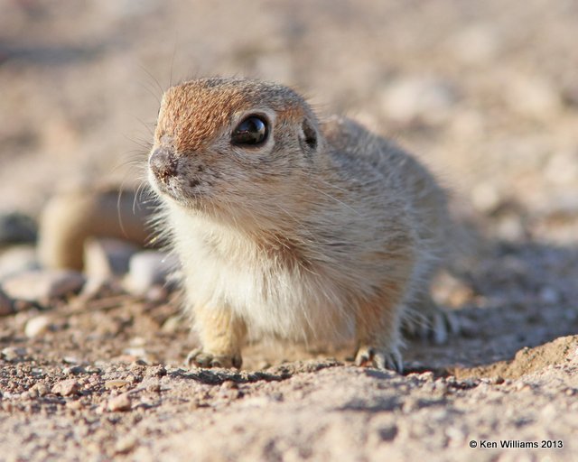 Round-Tailed Ground Squirrel - Spermophilus tereticaudus, Sweetwater Wetland, Tucson, AZ, 2-18-13, Ja_26272.jpg