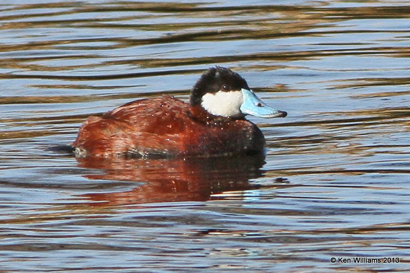 Ruddy Duck male, Sweetwater Wetland, Tucson, AZ, 2-18-13, Ja_26051.jpg