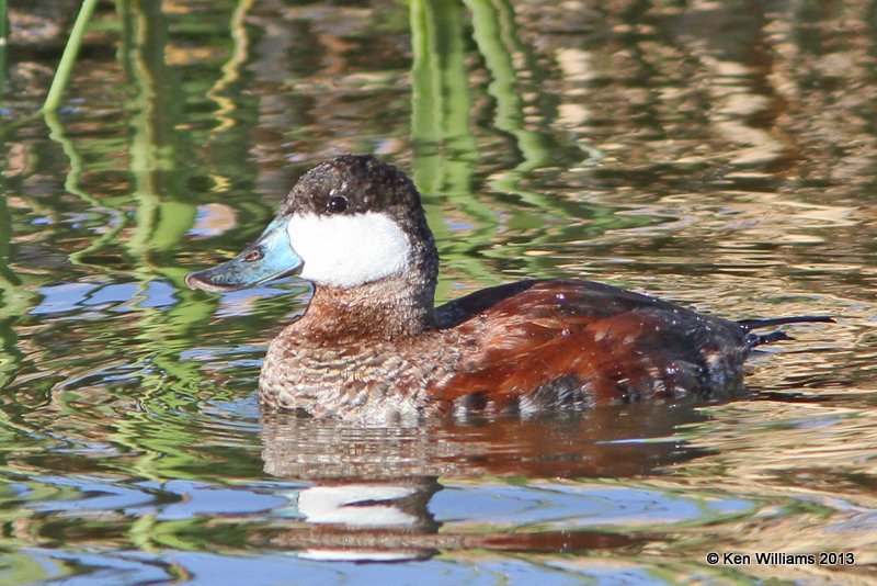 Ruddy Duck male, Sweetwater Wetland, Tucson, AZ, 2-18-13, Ja_26166.jpg