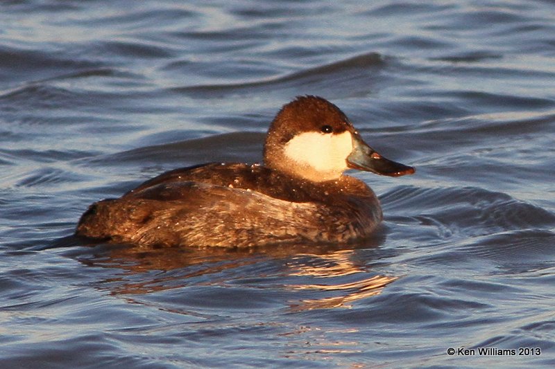 Ruddy Duck nonbreeding male, Bosque del Apache, NM, 2-12-13, Ja_22885.jpg