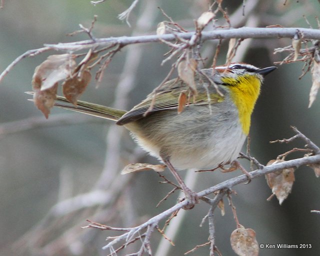 Rufous-capped Warbler, Florida Canyon, AZ, 2-17-13, Ja_24348.jpg