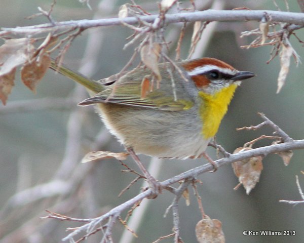 Rufous-capped Warbler, Florida Canyon, AZ, 2-17-13, Jat_24347.jpg