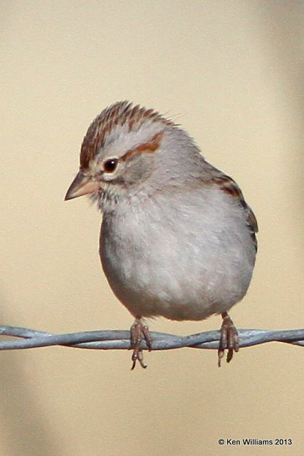 Rufous-winged Sparrow, Florida Canyon, AZ, 2-17-13, Ja_24389.jpg