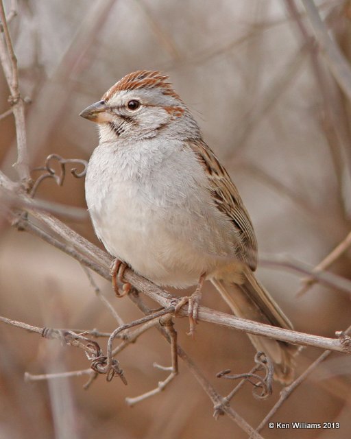 Rufous-winged Sparrow, Patagonia, AZ, 2-15-13, Ja_24052.jpg